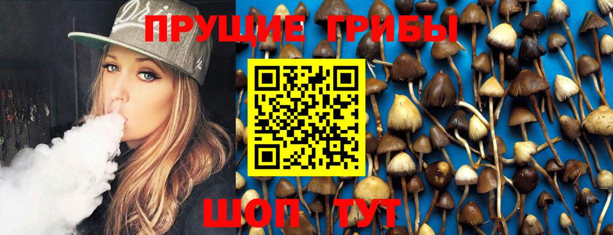 где можно купить   Вход с VPN  Галлюциногенные грибы Psilocybe  Шелехов  Псилоцибиновые грибы мицелий 